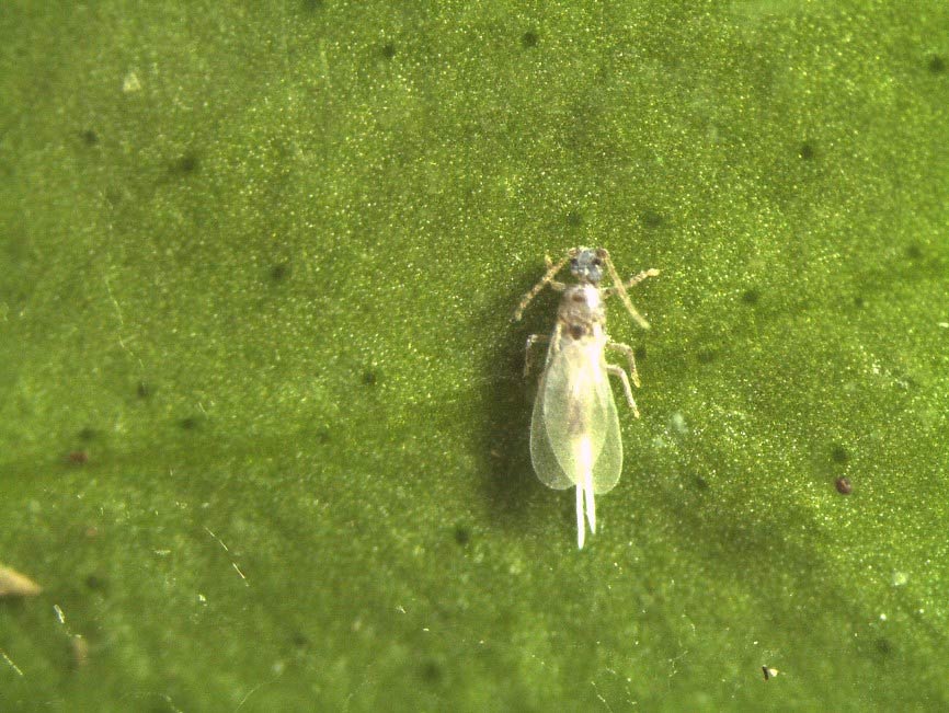 Delottococcus aberiae en cítricos