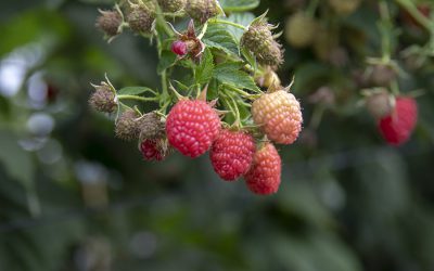 La superficie de cultivo de frutos rojos en Huelva se mantiene estable esta campaña